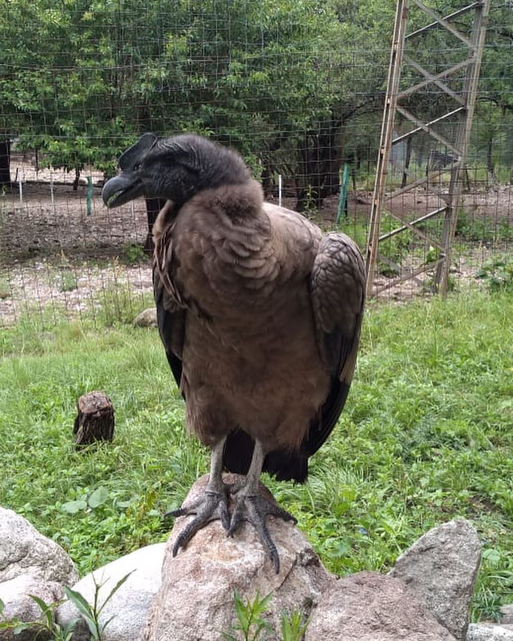 Yastay, el cóndor nacido en cautiverio en el Parque Fitozoológico Tatú Carreta después de 58 días de incubación natural.