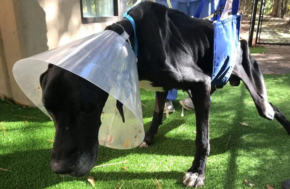 Un perro se comió su propia pata para no morir de hambre (Foto: web)