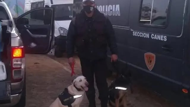 Búsqueda de Guadalupe: la esperanza de un sanjuanino y sus dos perros entrenados