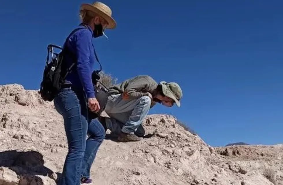 Un joven pastor que buscaba unas cabras que se le habían extraviado, encontró los restos fósiles un cerro de Humahuaca.