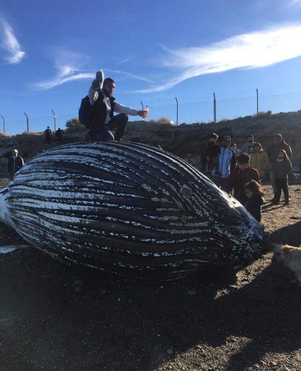 Apareció una ballena muerta en la playa de Comodoro Rivadavia y los vecinos se metieron en su interior para sacarse fotos