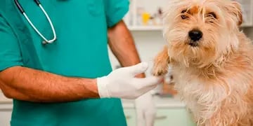 Rusia aprobó la primera vacuna contra el coronavirus para animales