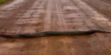 El video de una gigantesca anaconda que apareció en Corrientes