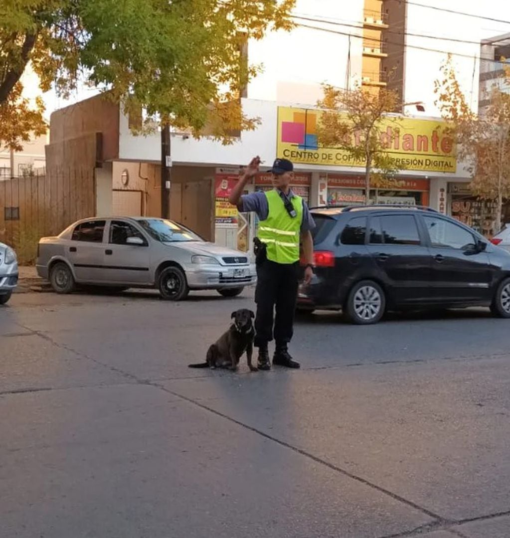 "La Juana", la perra policía de Cipolletti en un operativo de tránsito.