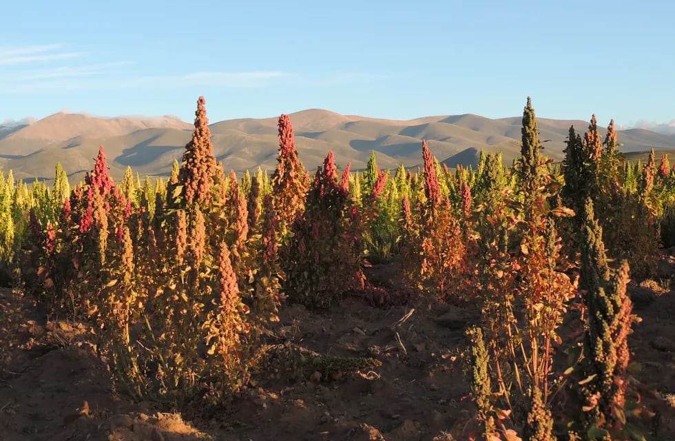 Promueven la producción de quinoa y haba en la región de la Puna jujeña.
