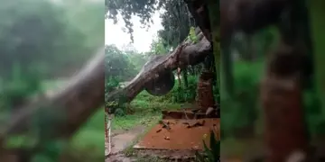 Por la feroz tormenta, un árbol cayó sobre una vivienda
