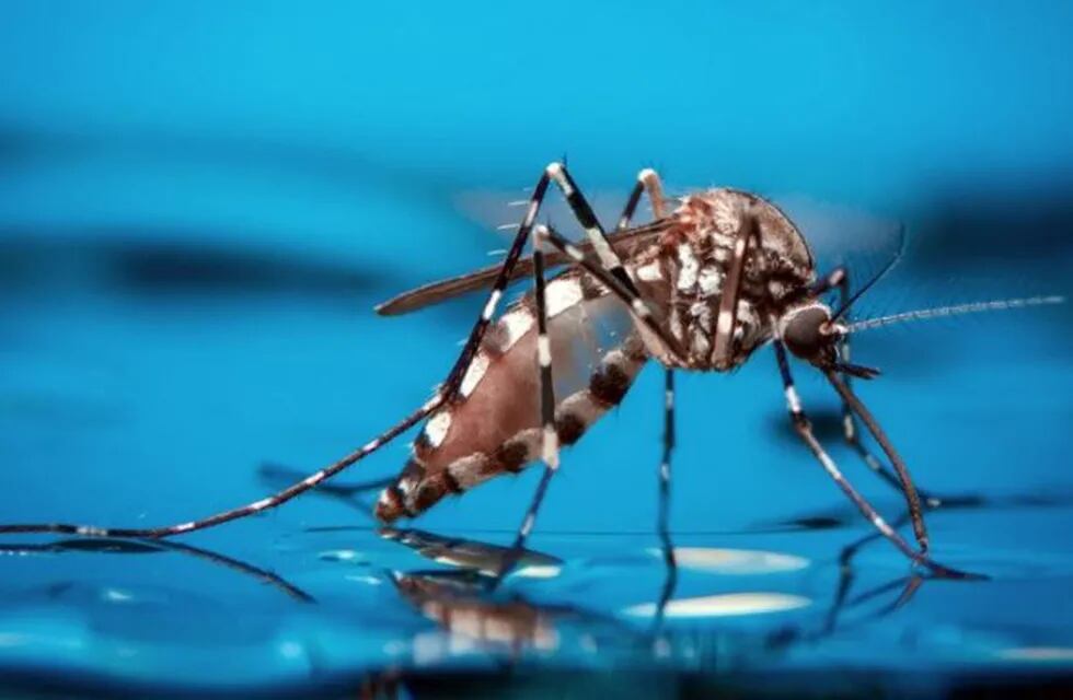 En una semana bajaron casi un 50% los casos de Dengue