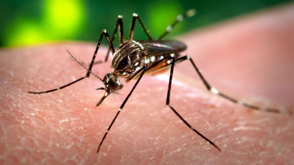 Confirmaron 10 nuevos casos de dengue en la provincia de Córdoba. 