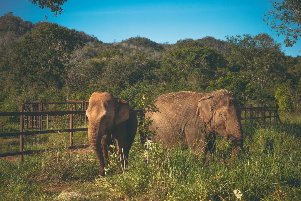 Las elefantas ya disfrutan del aire libre.