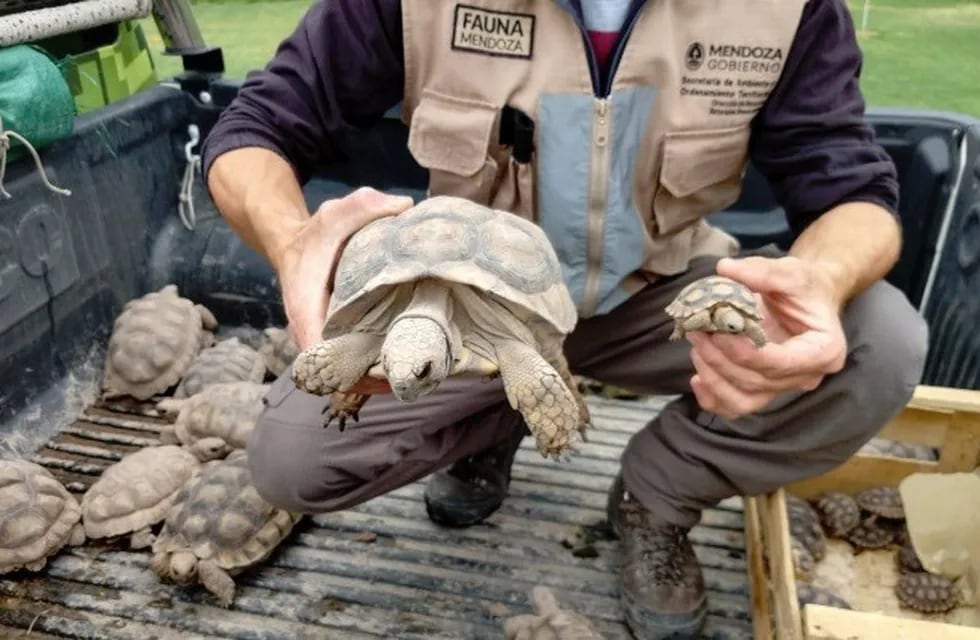 La Dirección de Recursos Naturales, a través del Departamento de Fauna, recibió especímenes adultos y juveniles de esta especie autóctona.