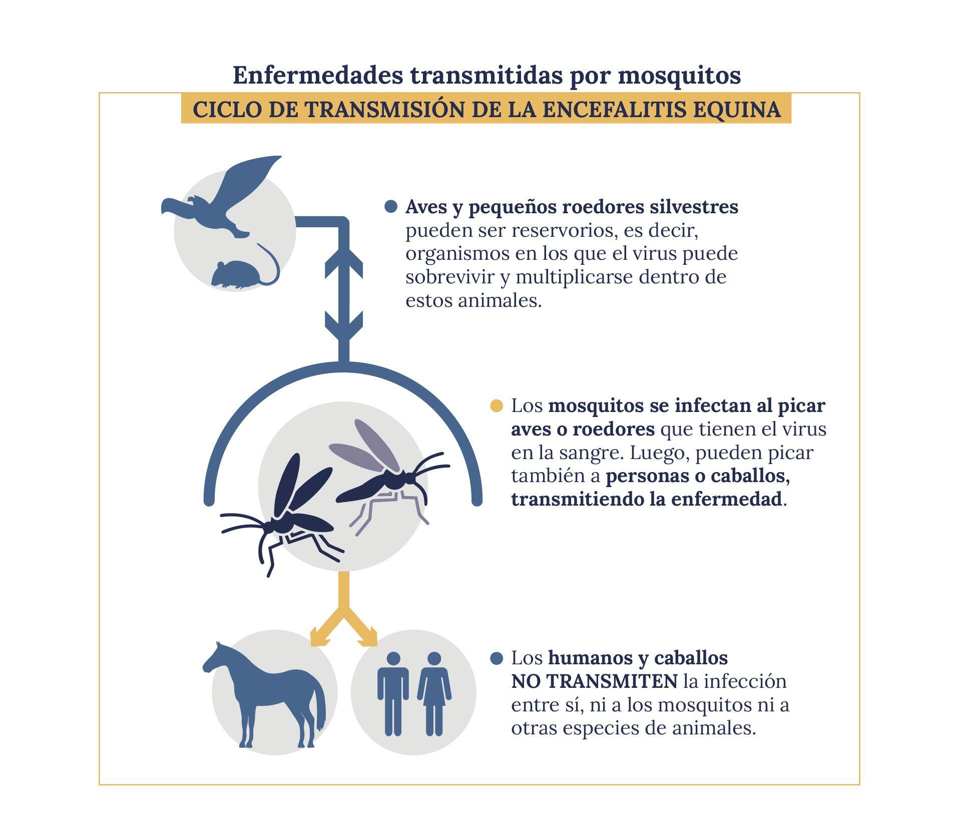 Encefalitis Equina: es una enfermedad causada por un virus que se transmite a través de la picadura de mosquitos infectados.