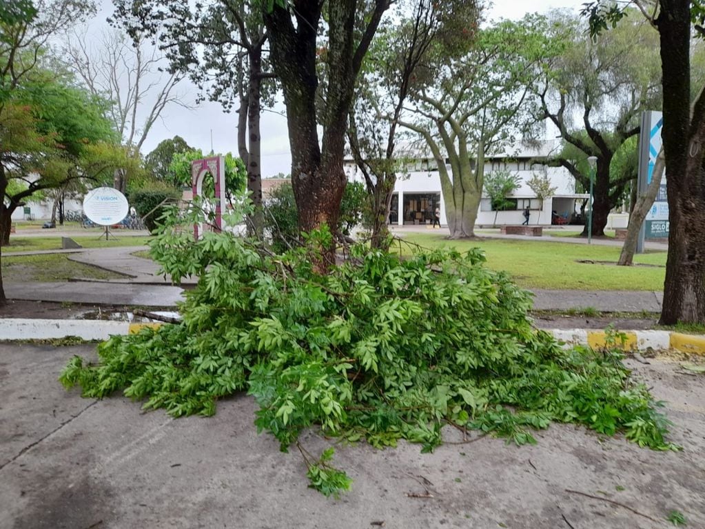 Fuertes rafagas de viento tumbaron varios árboles en Arroyito