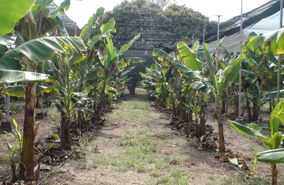 La producción de banana en invernaderos se presenta como una alternativa viable que mejoraría la calidad y cantidad de este fruto por unidad de superficie.