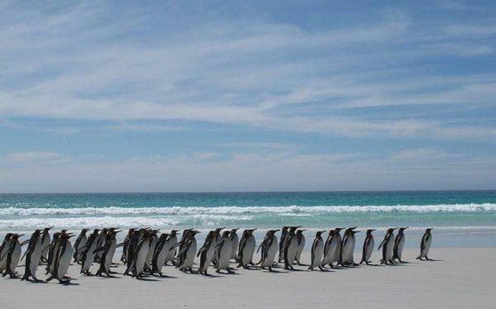 Los pingüinos de las Islas Malvinas
