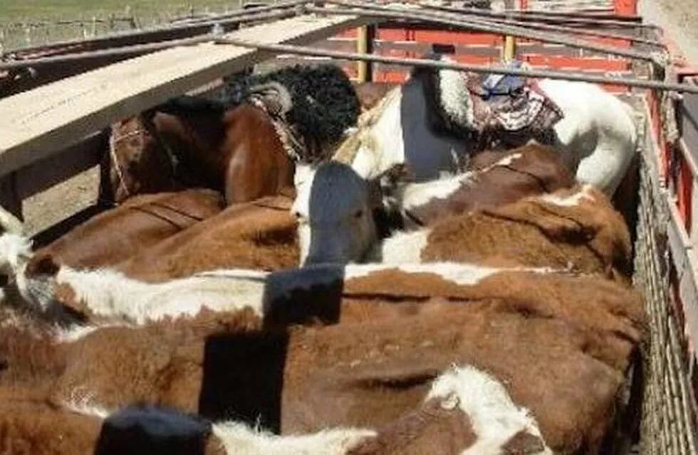 Murieron 25 vacas tras el vuelco de un camión en una ruta platense. Fotos 0221.