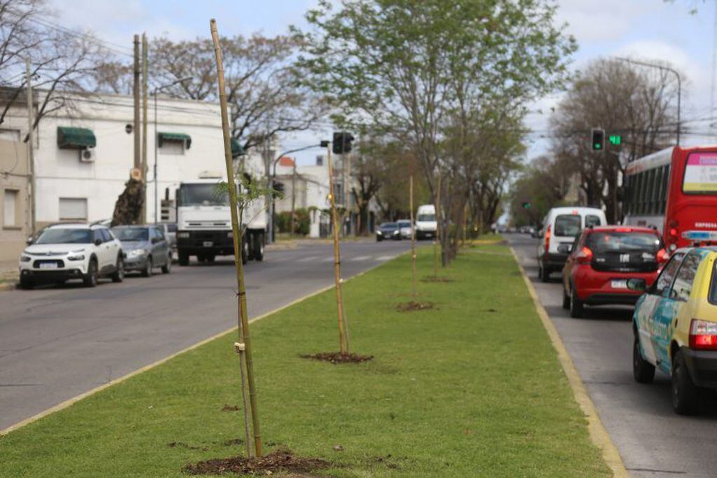 La Municipalidad de La Plata avanza con el Plan de Forestación 20-25 (Municipalidad de La Plata)