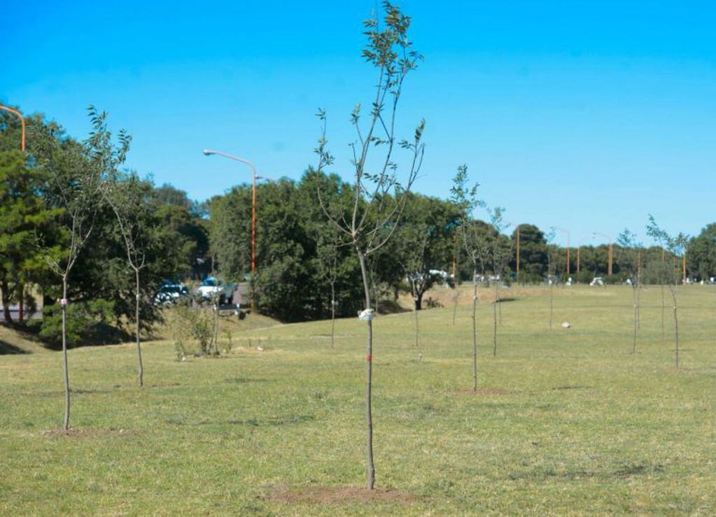 Se plantaron 44 árboles en homenaje a los tripulantes (Foto: Prensa MBB)