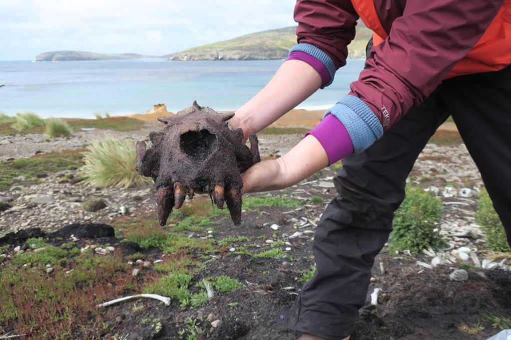 Kit Hamley posa con un cráneo de un león marino, donde se encontraron rastros de proyectiles humanos. (foto: Kit Hamley)
