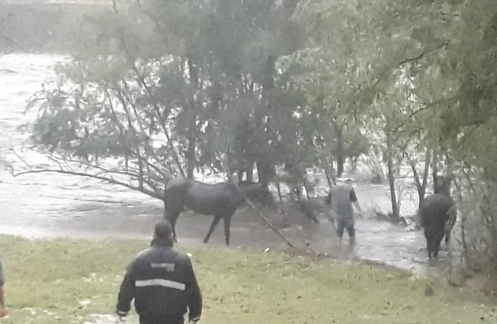 El dramático rescate de cuatro caballos en Villa Carlos Paz en medio de la creciente.