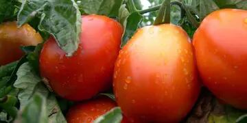 San Juan. En esa provincia se concentra la mayor producción de tomate para industria del país.