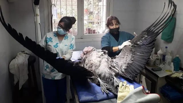 Rescataron un cóndor andino enfermo en Puente del Inca