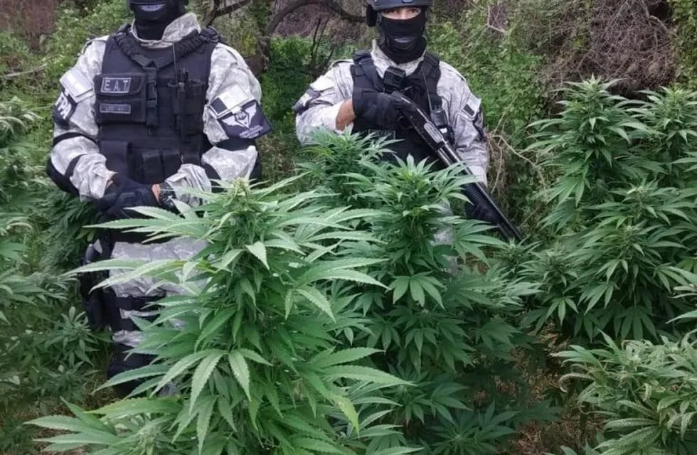 Fuerza Policial Antinarcotráfico: incautan más de 500 plantas de marihuana. (Foto: FPA).