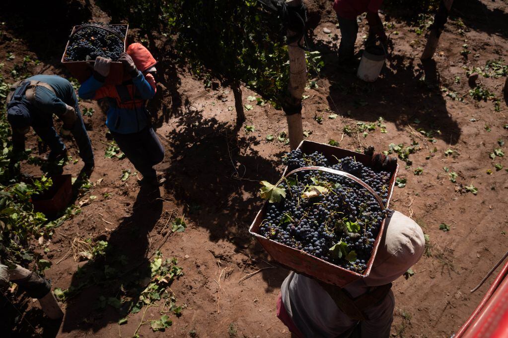 El año para los viñateros viene mejor de lo proyectado. 

Foto: Ignacio Blanco / Los Andes
