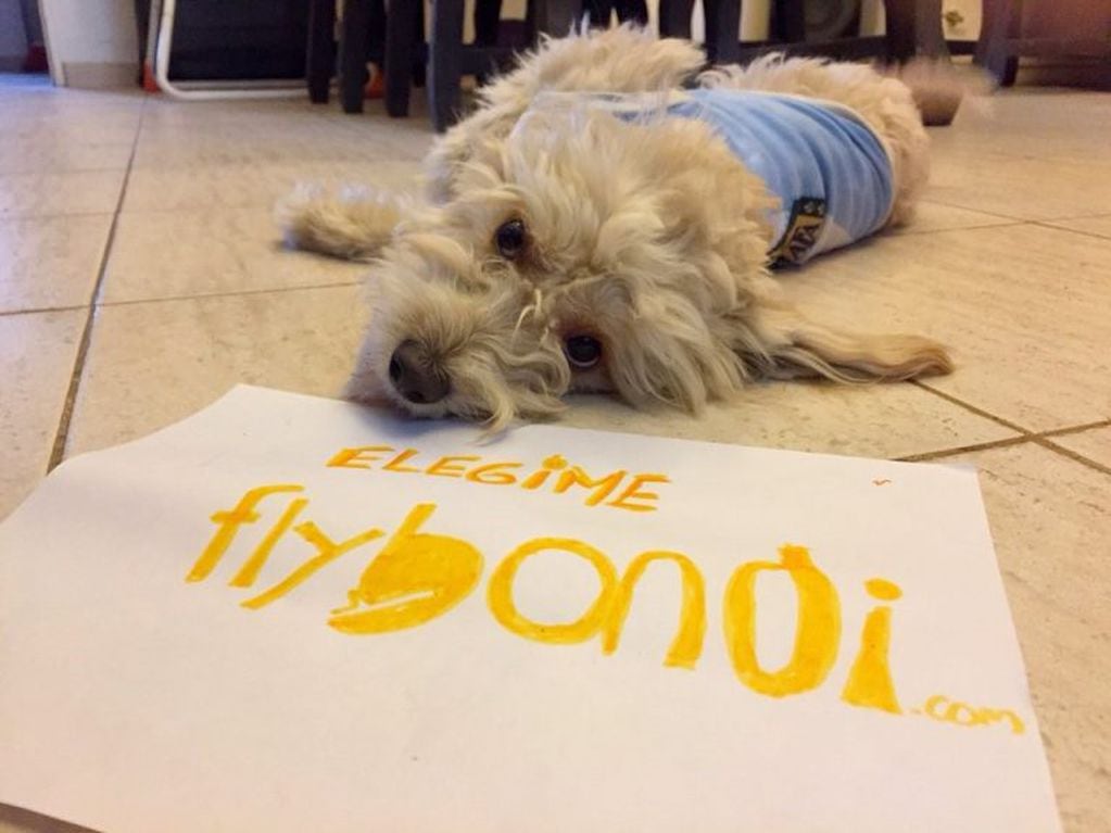 Max, el perrito cuyo nombre será el del quinto avión de Flybondi.