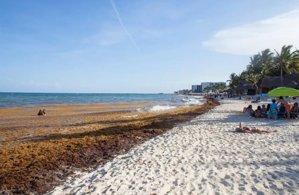 El sargazo amenaza con instalarse en las playas mexicanas.