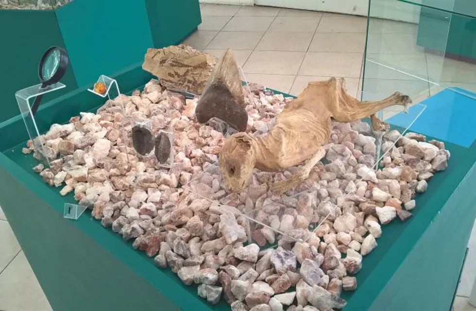 Gato Museo Mendoza
