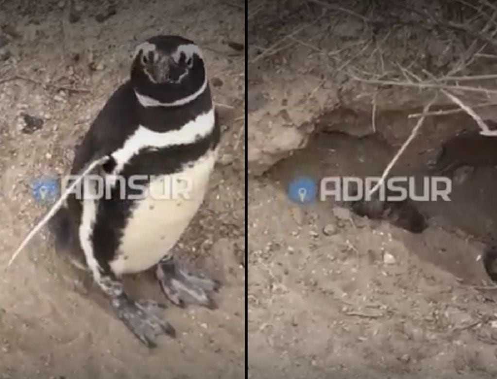 Pingüinos muertos y nidos aplastados en Punta Tombo, Chubut