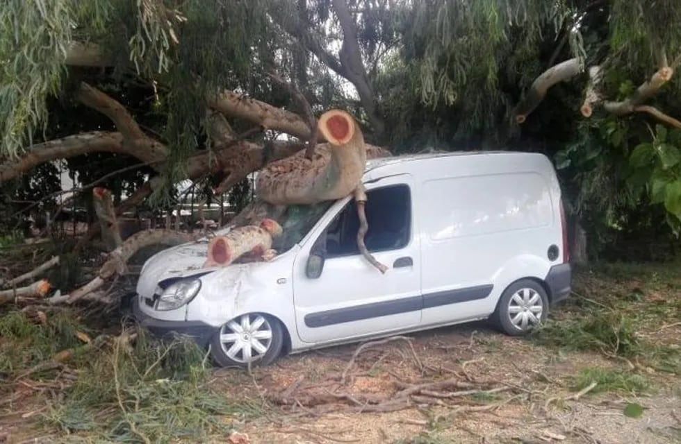 Renault Kangoo destruida por una rama