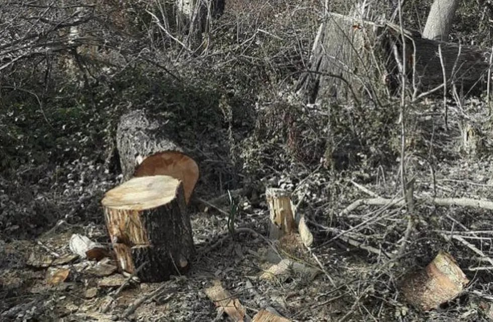 Preocupa la tala ilegal en zona ribereña de Neuquén (LMN)
