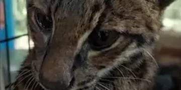 San Pedro: hallan un gato tirica en el patio de una vivienda