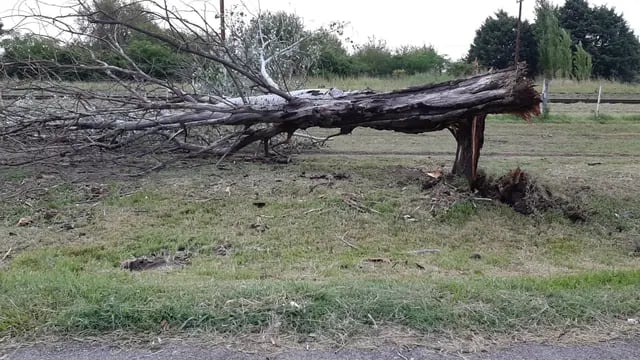 Varios árboles caídos en Pérez luego de las fuertes lluvias