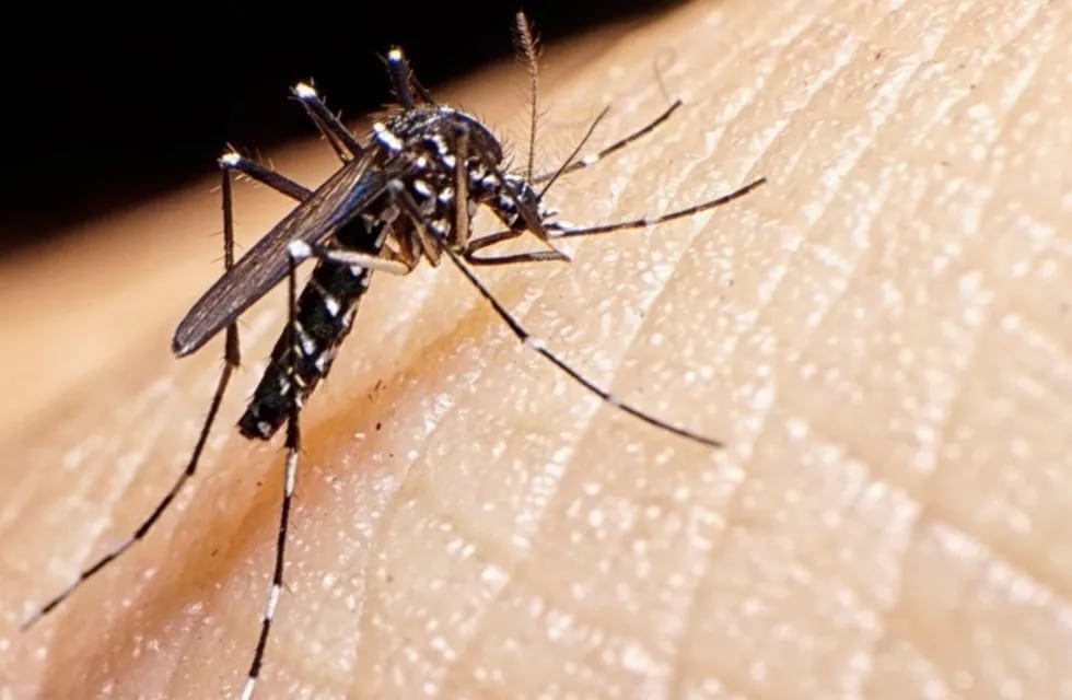 Dengue: más de 150 mil casos positivos y al menos 106 muertes en los últimos meses. Foto: Los Andes