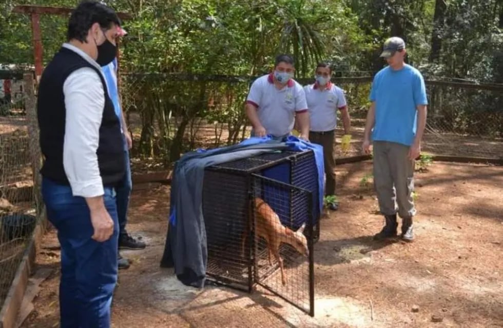 Rescataron un venado en colonia Guaraypó de Montecarlo