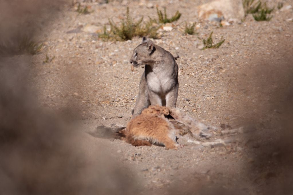Fotos y videos del impactante avistaje de un puma en Villavicencio comiendo un guanaco: su rol clave en el ecosistema. Foto: Gentileza Martín Pérez.