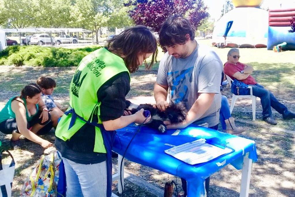 La Fundación Vida Animal realizó castraciones y vacunación de mascotas (Municipalidad de Santa Rosa)