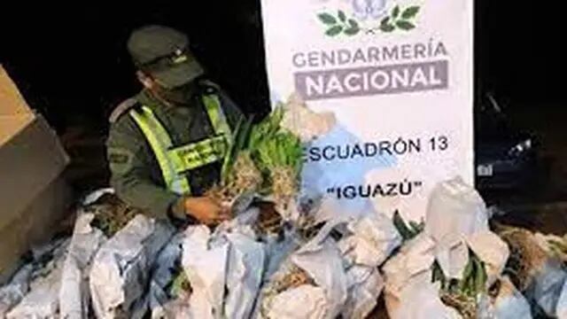 Puerto Iguazú: Gendarmería Nacional recuperó 86 orquídeas exóticas sin aval correspondiente