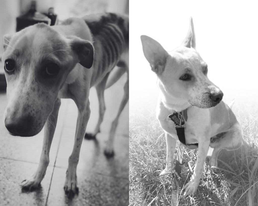 El antes y después de un perrito rescatado por Patitas del Sur.