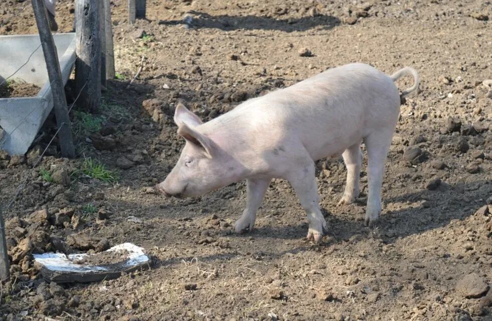 Continúa el alerta por triquinosis en San Luis.