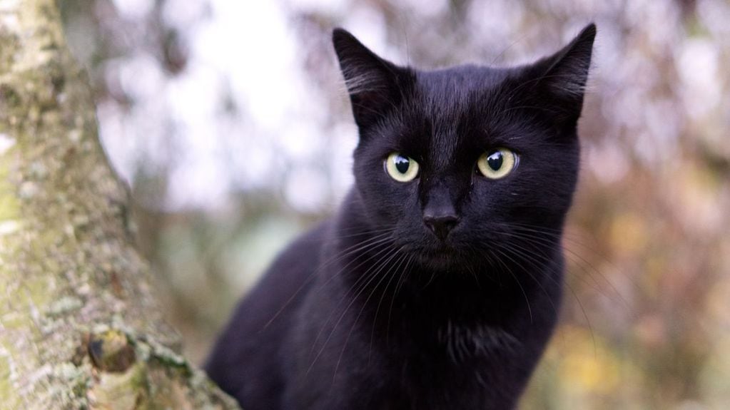 La verdadera historia detrás de los gatos negros.
