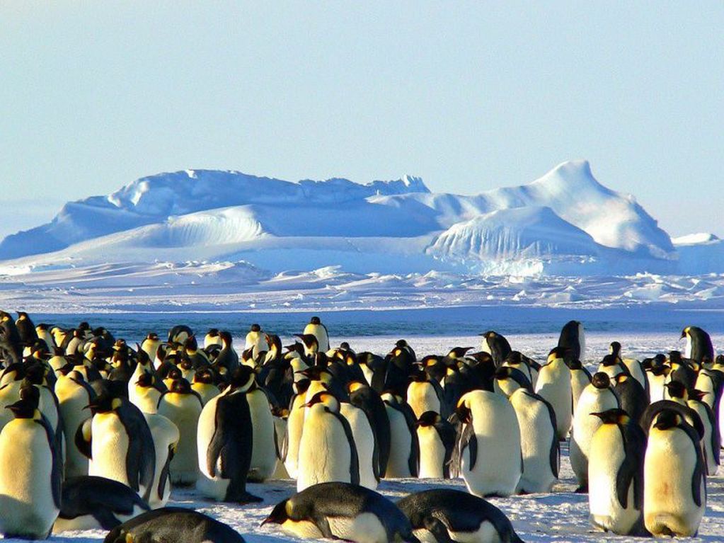 Pingüino Emperador - Antártida