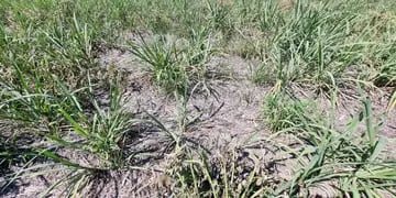 Sequía en cañaverales de Jujuy