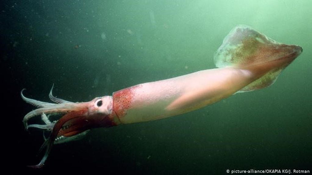 Pesca en Malvinas - Calamar Illex Argentinus. Esta especie también es muy explotada en las aguas del Atlantico Sur.