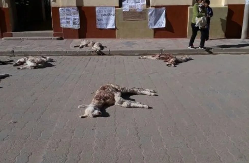 Jujuy: una jauría de perros mató 200 llamas y los criadores quieren venganza.