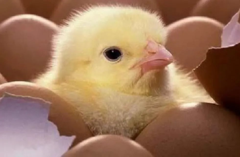 Un pollito nació en un maple de huevos que estaba a punto de ser vendido