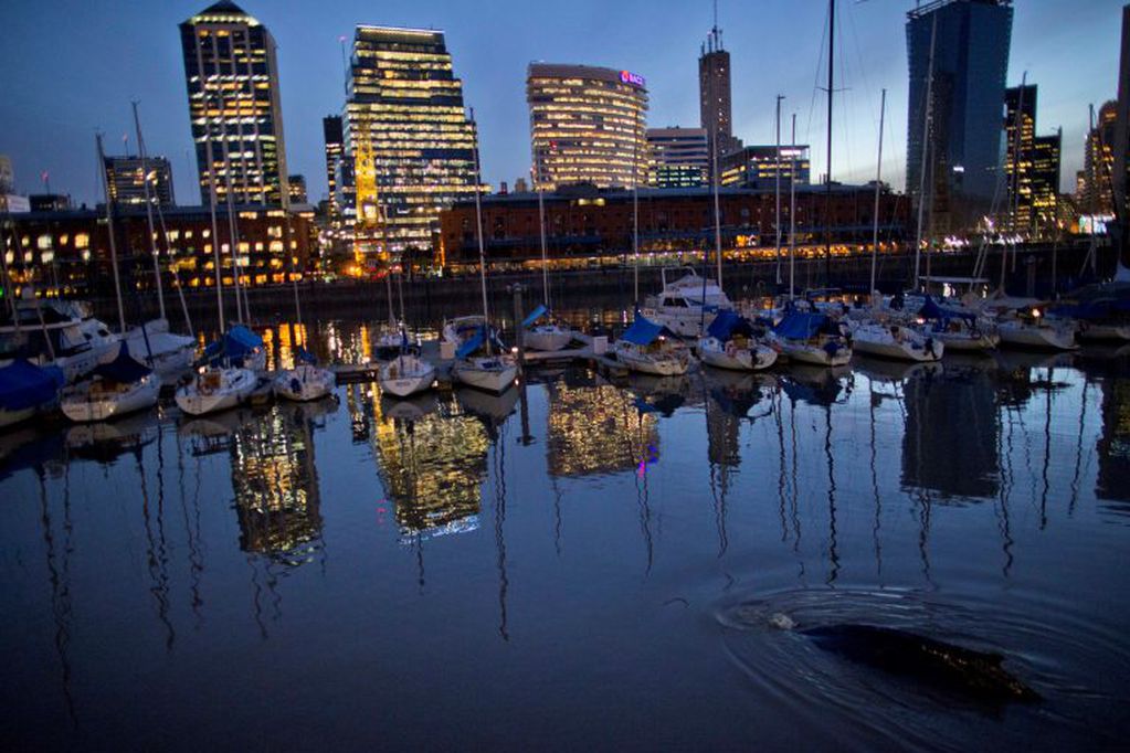 In this Monday, Aug. 3, 2015 photo, a lost whale swims, bottom right, near boats in an urban marina in Puerto Madero, Buenos Aires, Argentina. Argentine authorities guided the whale out of the marina and hope that it will now return to sea via the Rio de La Plata river that feeds into the Atlantic. Roxana Schteinbarg, executive coordinator of the Whale Conservation Institute in Argentina, said the whale appears to be a 2-year-old humpback, and that it was likely making its first migration without its mother and got disoriented. (AP Photo/Natacha Pisarenko) buenos aires  vista vistas de puerto madero barrio en la ciudad vista edificios nocturna iluminacion