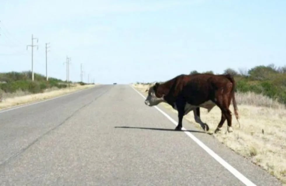 Vaca suelta en la ruta